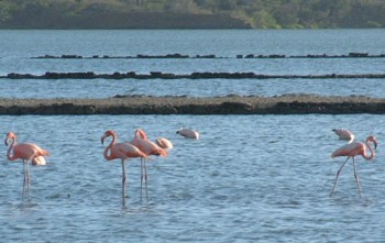 Wild flamingos at a preserve