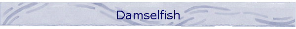 Damselfish
