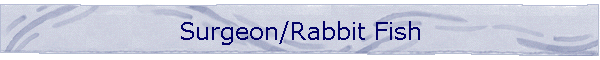 Surgeon/Rabbit Fish