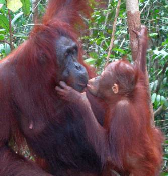Mother & baby orangutan share a tender moment