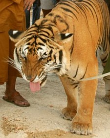 An Indochinese tiger on leash at the Tiger Temple, Thailand