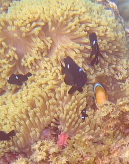 3-spot Dascyllus and Anemone Fish