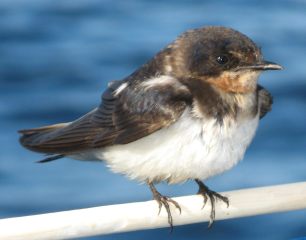Barn Swallow, juvenile, a migrant from the north