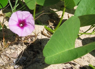 The lovely beach morning glory brightens the sandy beaches of Tonga and Fiji.