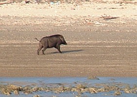 Wild pig on the beach of Rinca Island, Indonesia