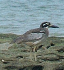 A Beach Stone Curlew on Low Isles, Australia