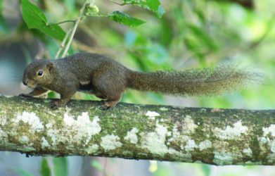 Black-Banded Squirrel, Bako National Park, Sarawak, Malaysia
