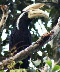 Black Hornbill, male.  Borneo