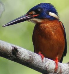 Blue-Eared Kingfisher Alcedo meninting
