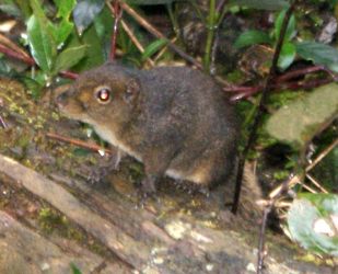 This Mountain Ground Squirrel is endemic to Borneo