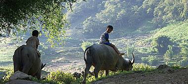 Village boys bring home the water buffaloes