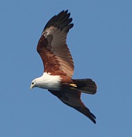 Soaring Brahminy Kite, Malaysia. c. Amanda Hacking