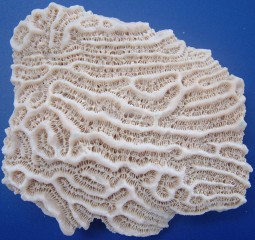 Sharp Hilled Brain Coral