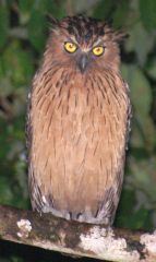 Buffy Fish-Owl, Borneo