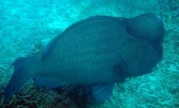 Bumphead parrotfish resemble swimming bison!