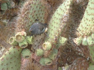 A cactus ground finch feeds on the opuntia (prickly pear) fruit.