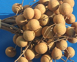Cat's Eye fruits are popular throughout Malaysia and Thailand