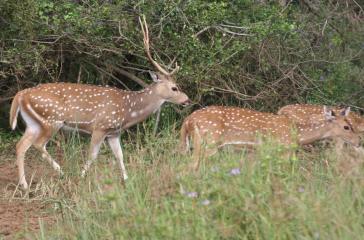 A Chital deer family group with adult male