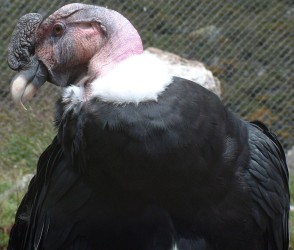 Male Andean Condor in the Condor Rehab facility