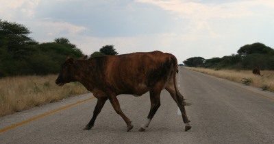 Cows are often on the roads in Southern Africa