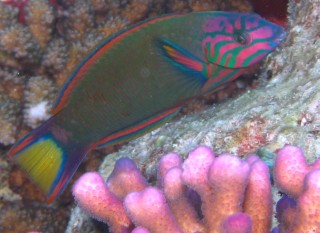The colorful crescent wrasse was a "new" fish for us.