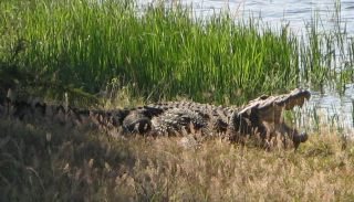 A Swamp or Mugger Croc in Yala National Park, showing its teeth