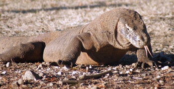 8-foot Komodo Dragon advances, sniffing the air