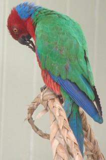 The Red Shining Parrot is endemic to Fiji