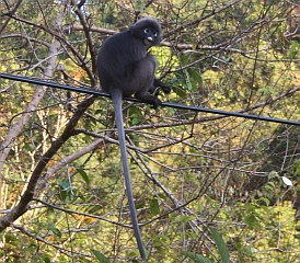 Dusky Langur on the wires in Langkawi