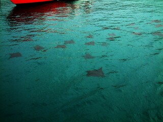 A school of Spotted Eagle Rays swam around the anchored boats off Santa Fe Island.