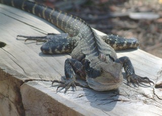 Face to face with an Eastern Water Dragon