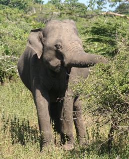 Elephant Feeding in Yala National Park