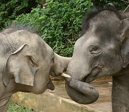 Elephant friends at Kuala Gandah reserve, Malaysia