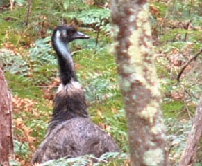 A lone emu deep in the Victoria forest
