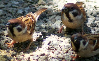 Eurasian Tree Sparrows are very common in Southeast Asia