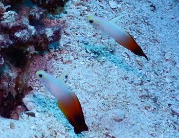 Fire dartfish are usually seen in pairs. Bali