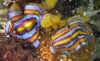 Brilliant flatworms in the silty jellyfish lake waters