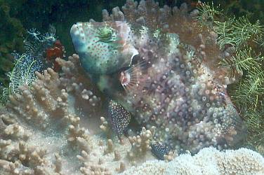 Floral wrasse hides in the folds of leather coral. Triton Bay