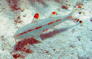 Freckled goatfish uses orange barbels to dig