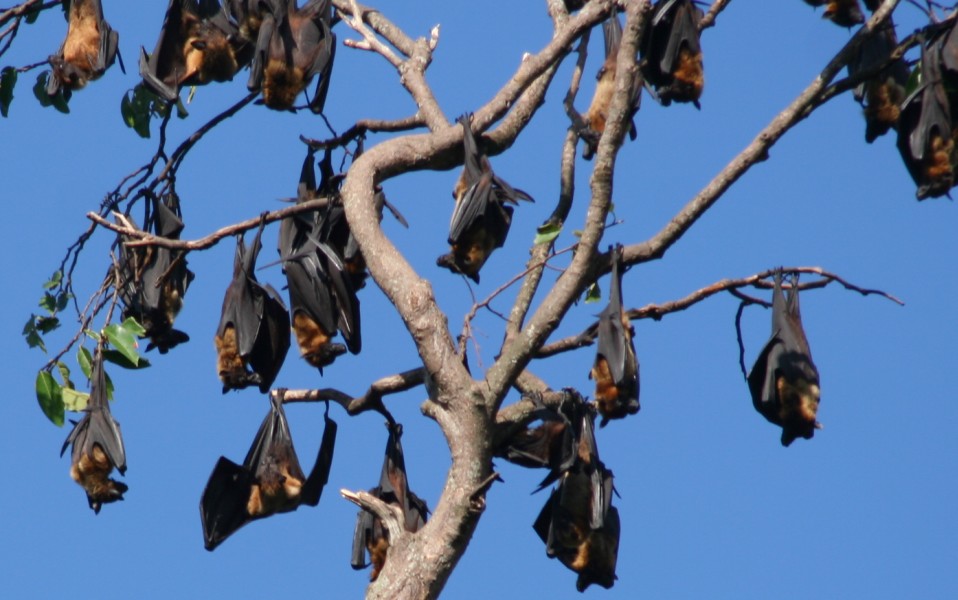 Pictures Of Fruit Bats. Fruit bats resting high in the