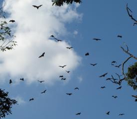 Near sunset the flying foxes take to flight for a night of fruit & nectar feeding