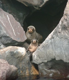 Fur seals hang out in caves and cliffs, not beaches like the sea lions.