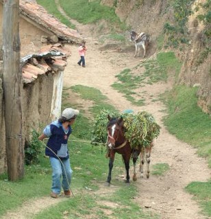 Mules, horses, or oxen are a way of life in the Andes. This animal carries its own fodder.