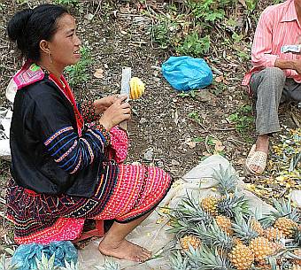 Hill tribe woman selling pineapples on the roadside