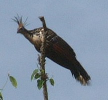 Hoatzin Bird along the Apure River