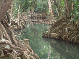 Beautiful buttressed roots on the Indian River