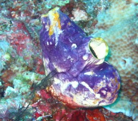 A lovely & common tunicate in Indonesia
