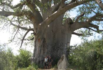 Huge baobabs are seen along the Caprivi Strip