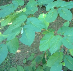 The yagona (kava) plant is kind of pepper plant.