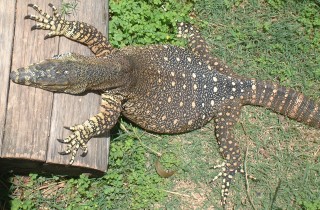 The spotted form of lace monitor